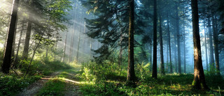 春天的阳光春天的树林手绘绿色梦幻森林大自然海报banner背景